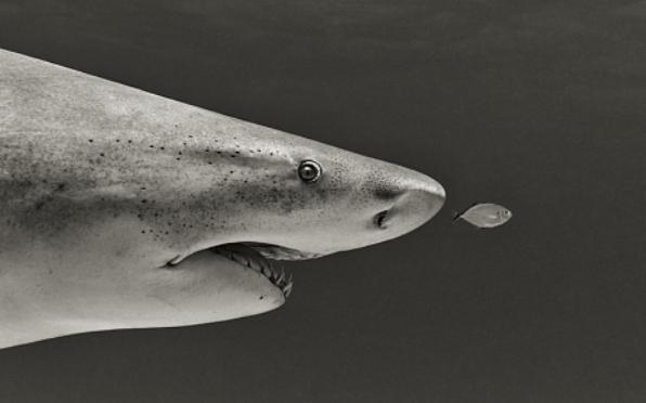 Страх пред акулами очень естественен