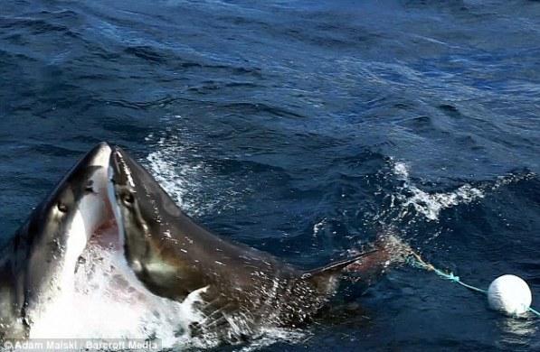 Атака Большой белой акулы меньшего собрата