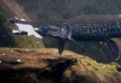 Рыба-аллигатор получила второй шанс - Atractosteus spatula