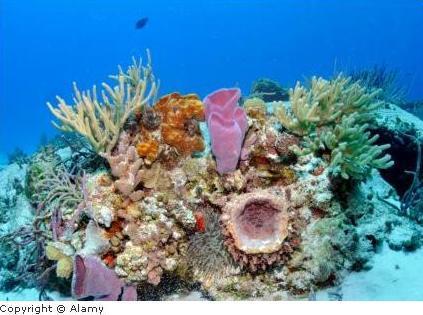Недооцененный элемент коралловых рифов - губки