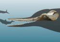 Ученые нашли зубы предков пресноводных дельфинов 