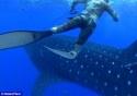 Нападение китовой акулы 