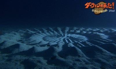 Таинственные круги на дне океана