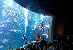 Steinhart Aquarium, аквариум в Сан-Франциско