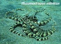 Thaumoctopus mimicus (лат.) — вид осьминогов из семейства Octopodidae