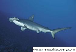 Обнаружен новый вид акулы молота
