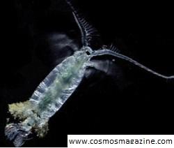 "Летающий" планктон