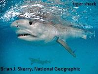 тигровая акула у поверхности воды возле багамских островов