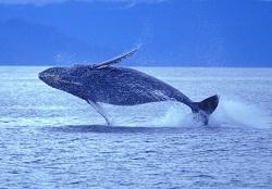 шум убивает китов