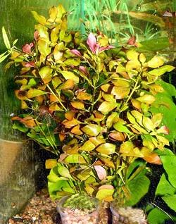 Людвигия болотная (Ludwigia palustris)